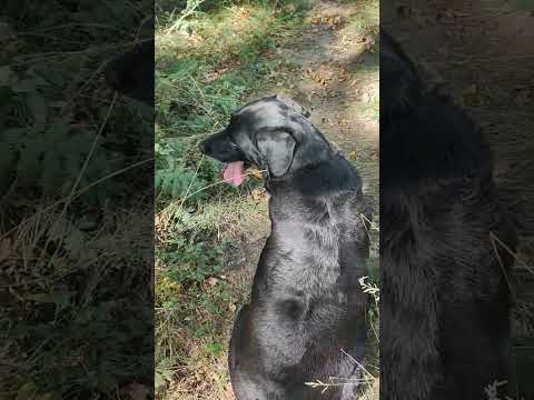 топ пород собак,