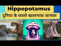 Hippopotamus facts      most dangerous animals in the world 