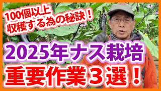 木のてっぺんで収穫した　超特大を5個詰めて発送　あと僅か　今年は早めに終了 樹齢230年】神社の大木の最後の瞬間6本の伐倒がすべて終わる