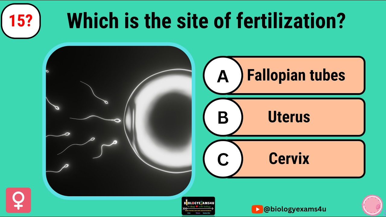 Викторина по женской репродуктивной системе || 25 вопросов с вариантами ответов