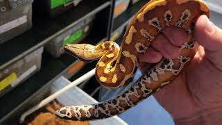 Red Blood Python Male #22crbp04 getting more Red and more tame!