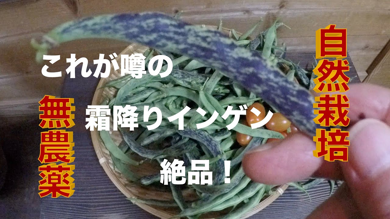 美味い・豊作!噂の<霜降りインゲン>の作り方 ちょー簡単です 美味い・豊作!噂の<霜降りインゲン>の作り方 ちょー簡単です