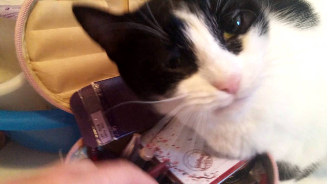 My cat LOVES makeup brushes YouTube