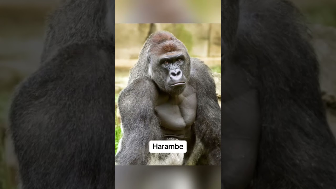 worst ways animals have died 😐.   .. 