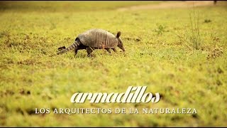 NATIBO- ARMADILLOS LOS ARQUTECTOS DE LA NATURALEZA