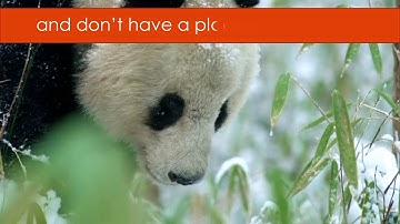 GET SMART PLUS 4 | YEAR 4 | MODULE 8: AMAZING ANIMALS | ANIMALS IN DANGER | TEXTBOOK PAGE 153