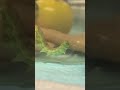 昨日は赤いトマトをたらふく食べ、今朝から蛹になる場所を探し始めました #オオタバコガ ←多分(ちょっと自信が無くなってます)