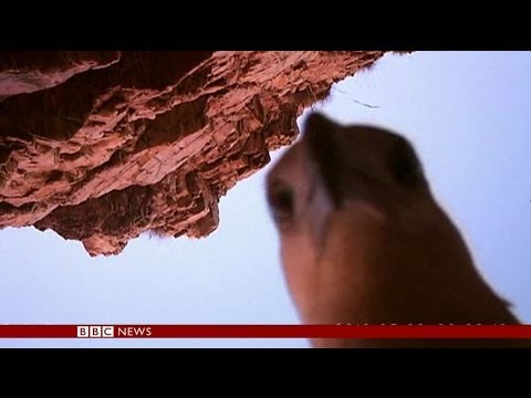 EAGLE STEALS A CAMERA AND FILMS ITS OWN FLIGHT - BBC NEWS