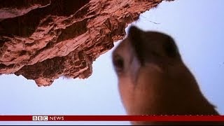 EAGLE STEALS A CAMERA AND FILMS ITS OWN FLIGHT - BBC NEWS