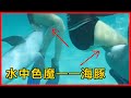 完整版 水中色魔 海豚 同性異性都不挑剔 連人類也不放過 奇聞異事 冷知識 豆知識 海豚 完整版 水中色魔 海豚 同性異性都不挑剔 連人類也不放過 奇聞異事 冷知識 豆知識 海豚