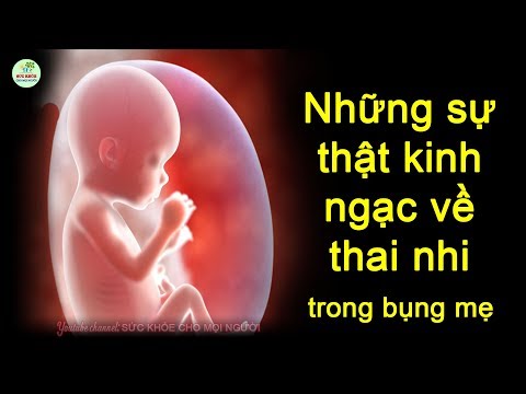 Video NHỮNG SỰ THẬT KINH NGẠC VỀ THAI NHI VÀ QUÁ TRÌNH MANG... - youtube
