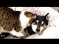 柴犬が好きすぎて、猫が添い寝しようとしたらこうなったｗ（№221）