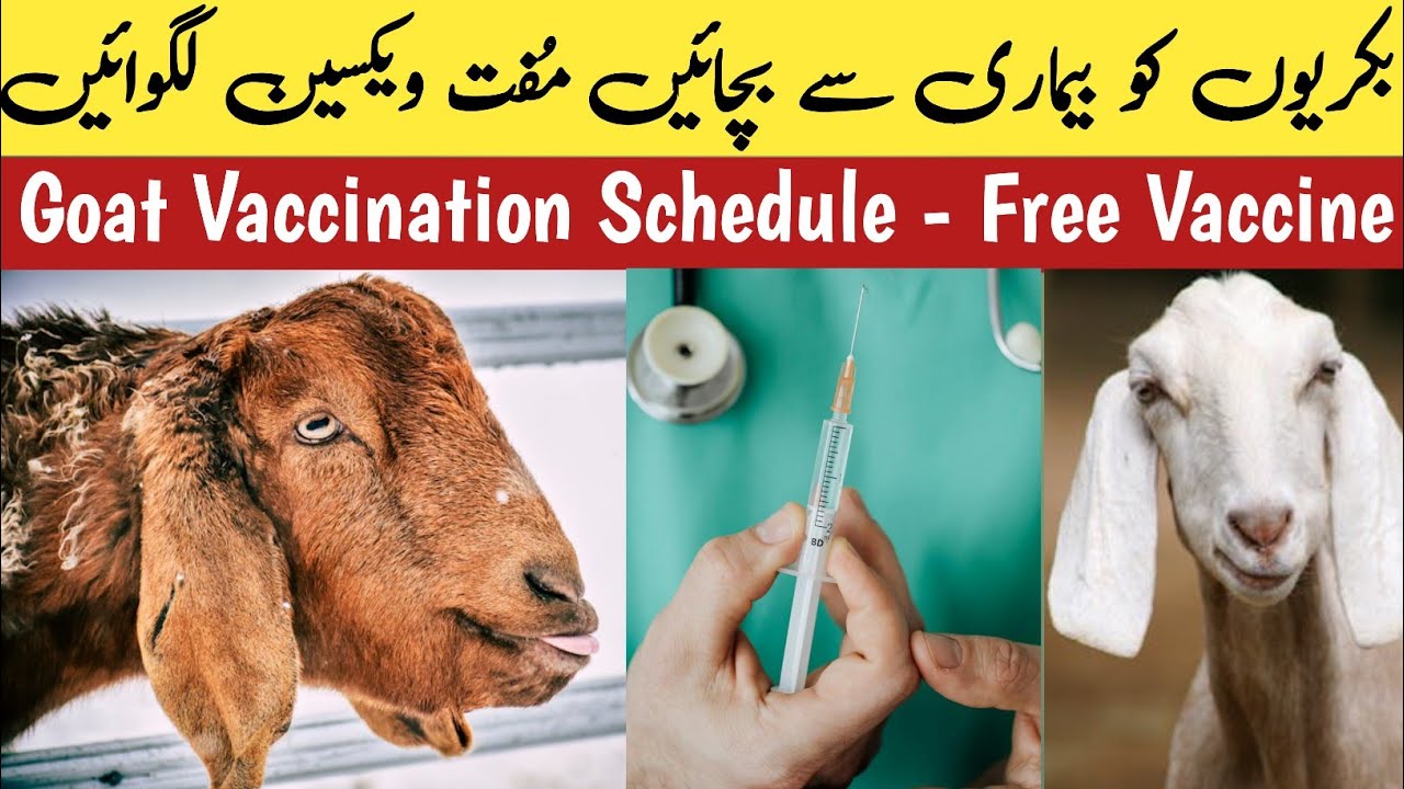 Bakri Ka Vaccination Goat Vaccination Schedule Goat Vaccination bakri-ka-vaccination-goat-vaccination-schedule-goat-vaccination