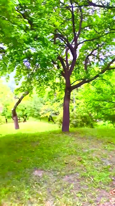 Trees Buzz & Love to Sing. #Tree #buzz #Nature #life #beauty #humor #sing #Love #music #song #fun #g