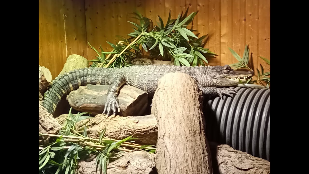Swimming with Crocodiles (or Mississippi Alligators) YouTube