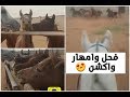 دخول الحصان والفحل ريتشي على امهار !! والصداقة بين الحصان وصاحبة 😍