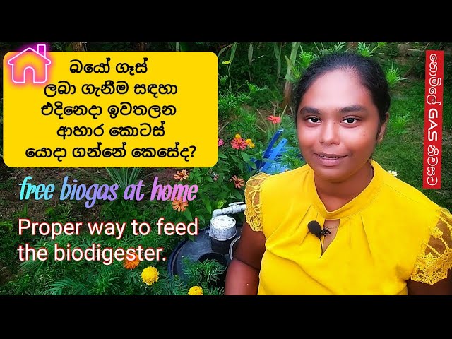 එදිනෙදා ආහාර ගෑස් ලබා ගැනීම සඳහා යොදා ගන්නේ කෙසේද? [with subtitles] How we feed to the bio digester.