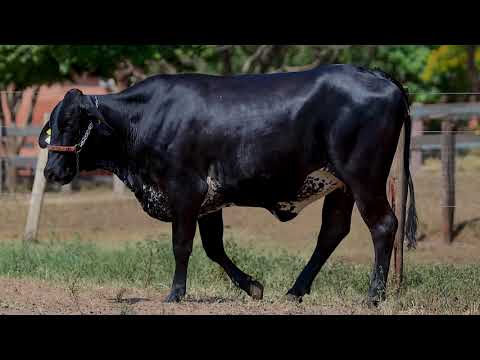 Lote 08 - 0703CM