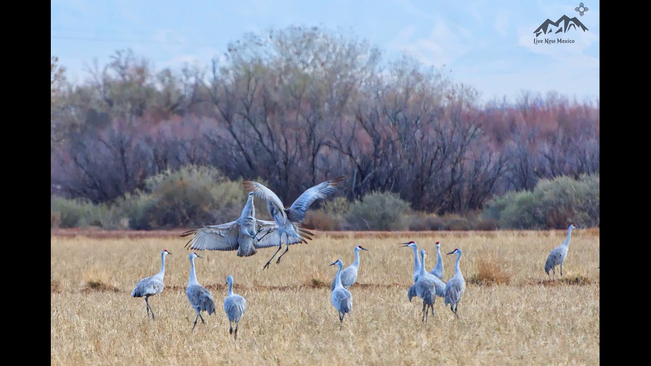 Sandhill cranes Dancing In New Mexico. YouTube