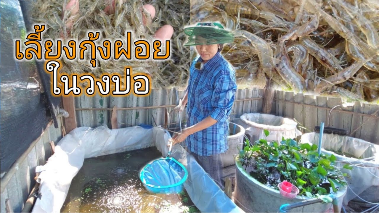 วิธีการหารายได้เสริม New #การเลี้ยงกุ้งฝอย จากรายได้เสริมสู่รายได้หลัก ดักมาเลี้ยงเองได้!! ขายดีคนแย่งกันซื้อ กก.ละ300บ.