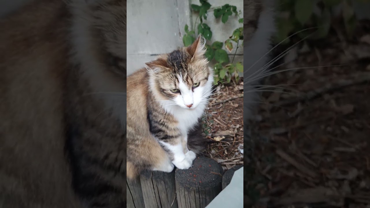 Cute cat #nature #beauty #relax #shorts #cat #animals #beautiful #cute #relaxing #funny #city #day