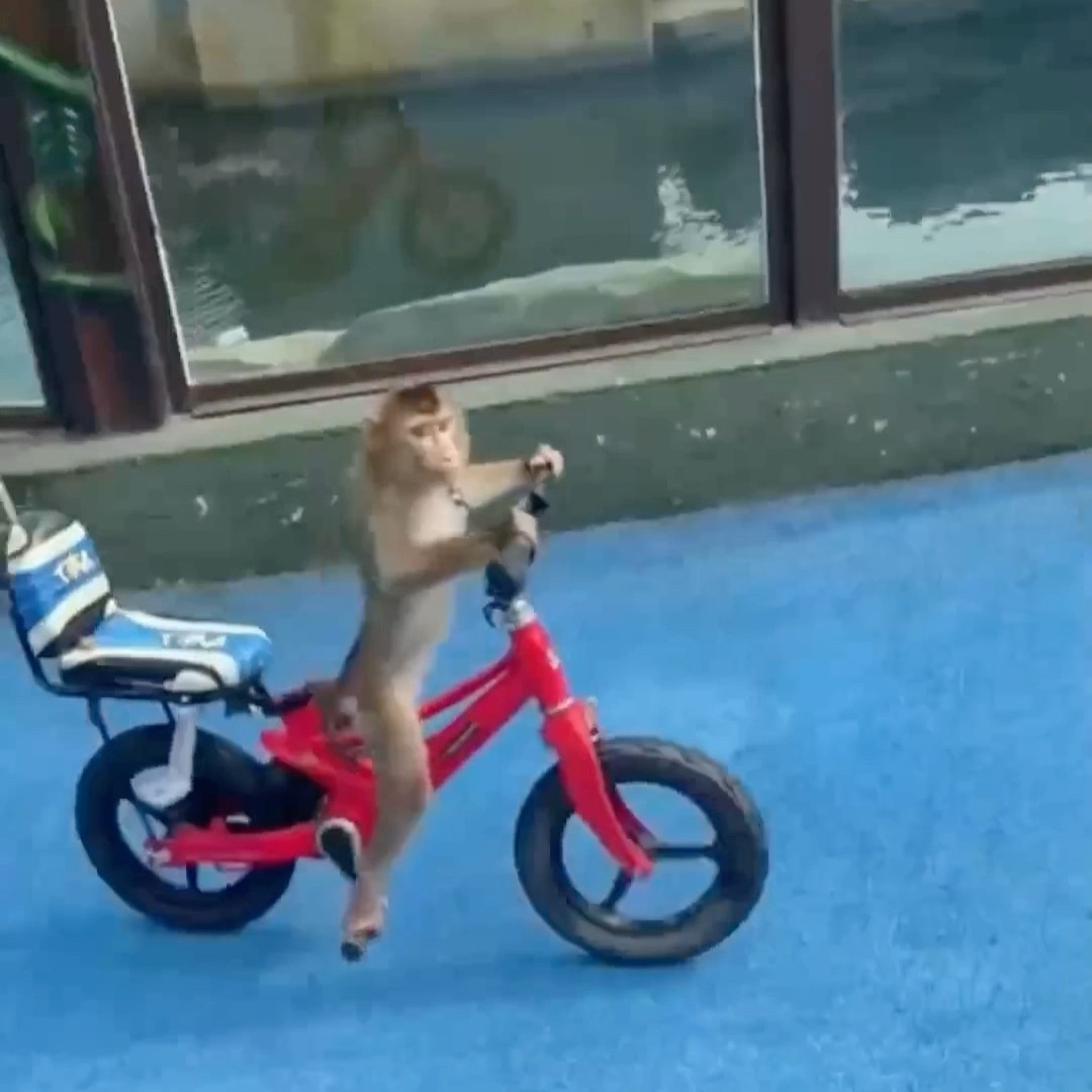 O MACAQUINHO CAIU DA MOTO #shorts