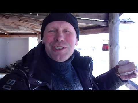 Ролик про сало и собаку немножко