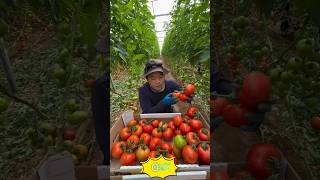 Most Satisfying Harvesting Process Ever Fruits & Vegetables Harvesting Compilation #OrganicFarming