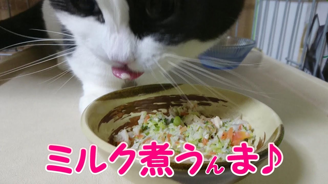 猫の手作りごはん ほっこりミルク煮 Cat S Homemade Rice Boiled Milk Youtube