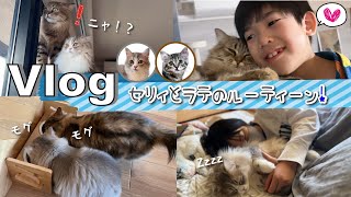 ★Vlog★セリィとラテの1日ルーティーンに密着！サイベリアンってどんなネコ？