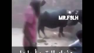 طبق مثل: قالوا ثور قالوا احلبوه😂😂