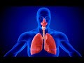 Respiratory System Quiz