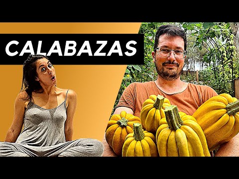 Video: 5 calabazas para cultivar: cultivo de diferentes tipos de calabazas