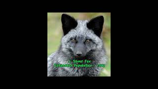 7 Rarest Fox Species in the World #shorts #animalover