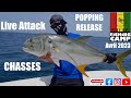 Popping  live attacks sur chasses de carangues  release  avril 2023  guinea fishing camp 