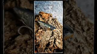ZipBaits Fakie Dog DS 70