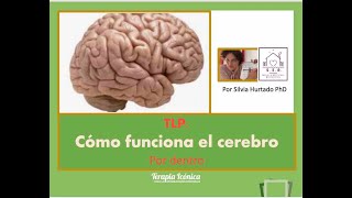 TLP: Cómo funciona el cerebro por dentro