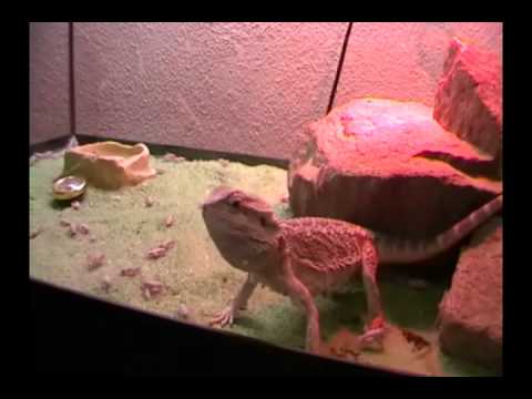 3 Month Old Bearded Dragon Diet Schedule For Diabetics