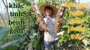 Khỏi gout, đau nhức xương khớp, tê buốt bàn chân, ngứa nước,,, khỏi hết nhờ củ ráy.