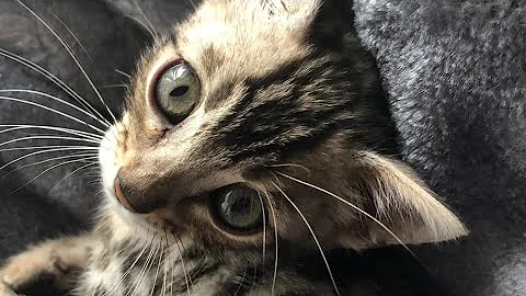 Video 11829351: bengal cat cute, bengal kitten