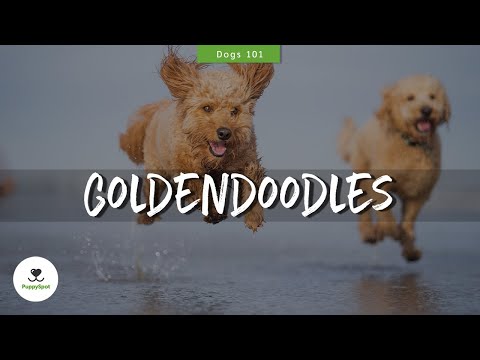 Video: Balita & Labradoodle-Nya Sidekick Adalah BFF Tercantik di Instagram