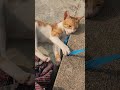 Billi Masti karti hui 😅