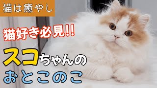 A mustsee for those who want to live with a Scottish Fold boy! #healing
