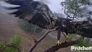 SWFL Eagles ~ E9 Dancing & Winging In The Rain! I Love A Rainy Night!  4.6.17