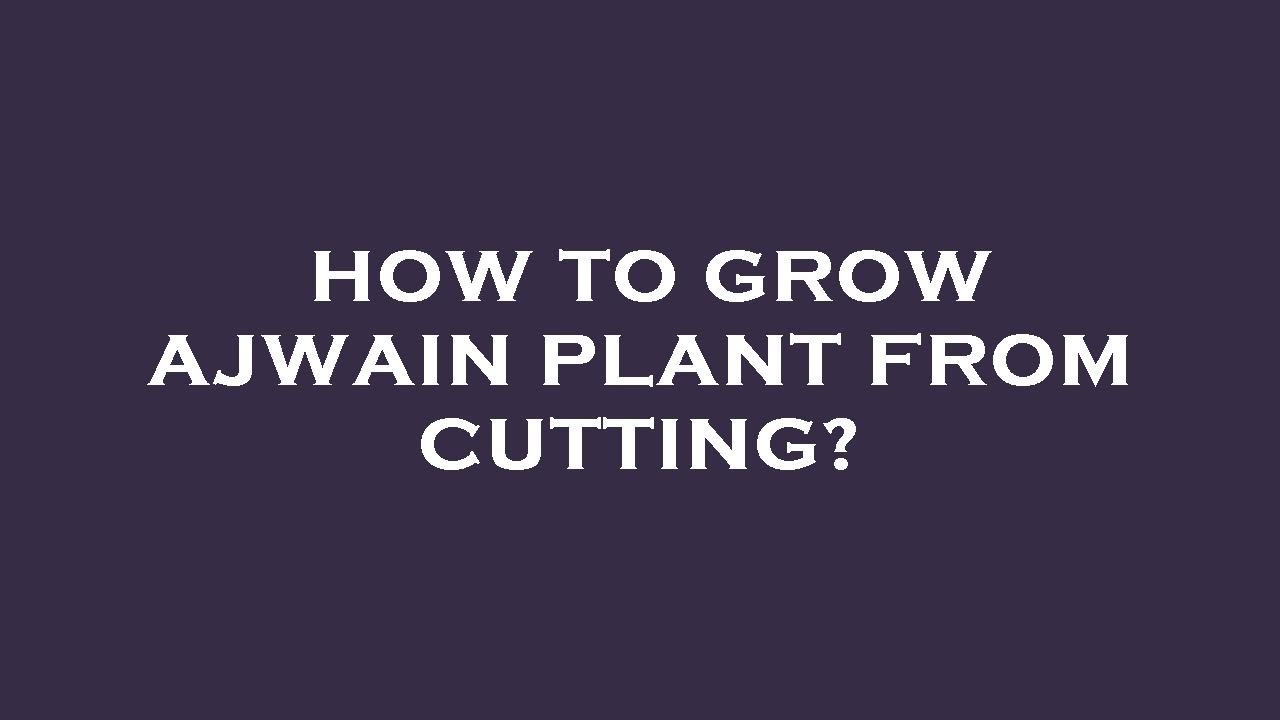 How to grow ajwain plant from cutting? YouTube