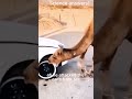 Notice the intelligence of this camel even though its feet are tied with ropes shorts#