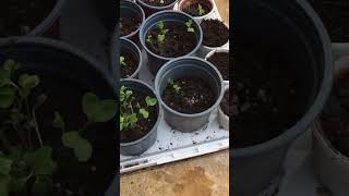 Download Lagu Watering our Pak Choi seedlings and our tiny broad bean sprout 🌱 MP3