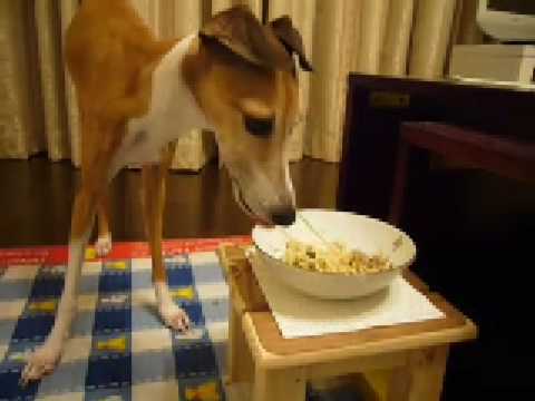 0702 パスタを食べる犬 Youtube