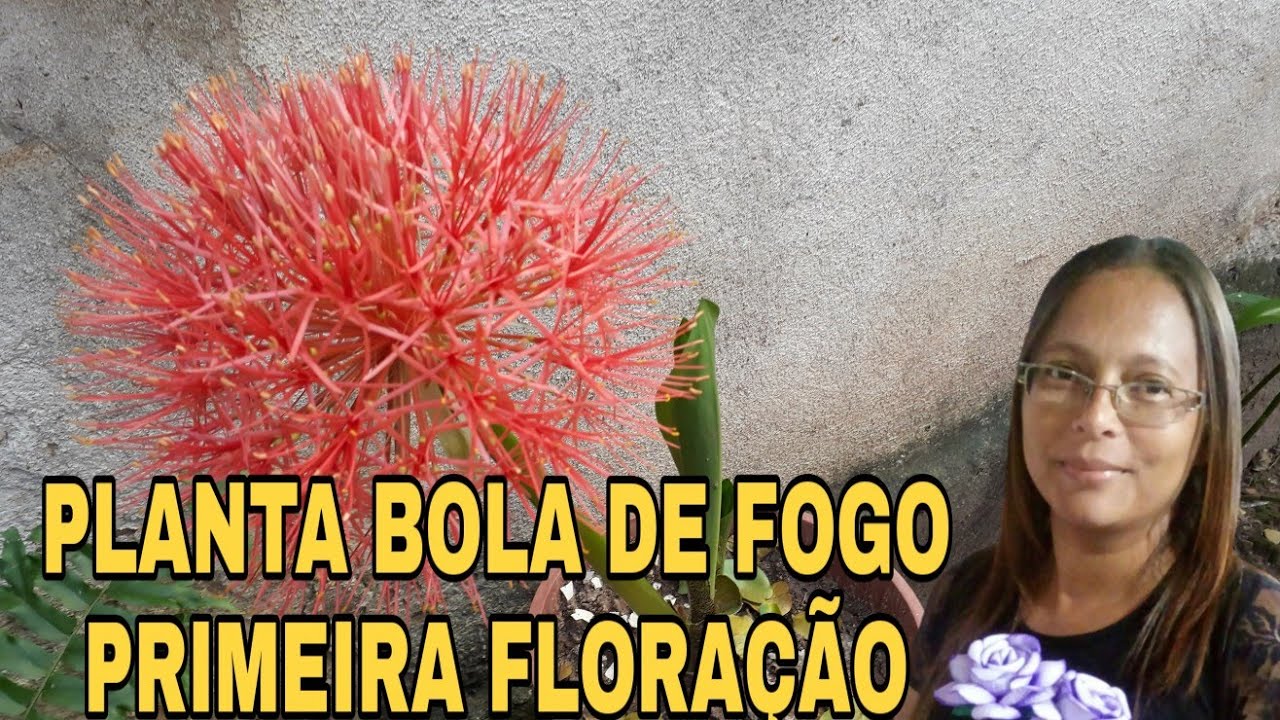 PLANTA BOLA DE FOGO,PRIMEIRA FLORAÇÃO. - thptnganamst.edu.vn