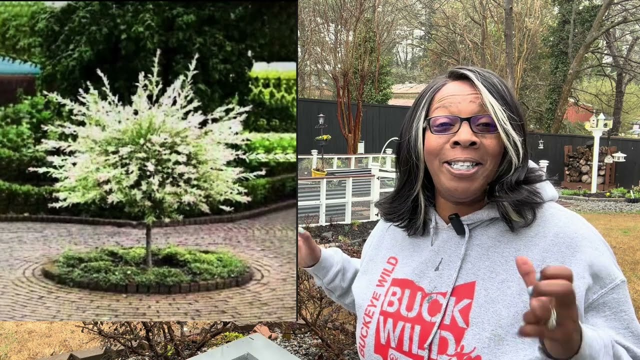 Discover the Beauty of Dapple Willow Trees: My Experience in Planting Them!